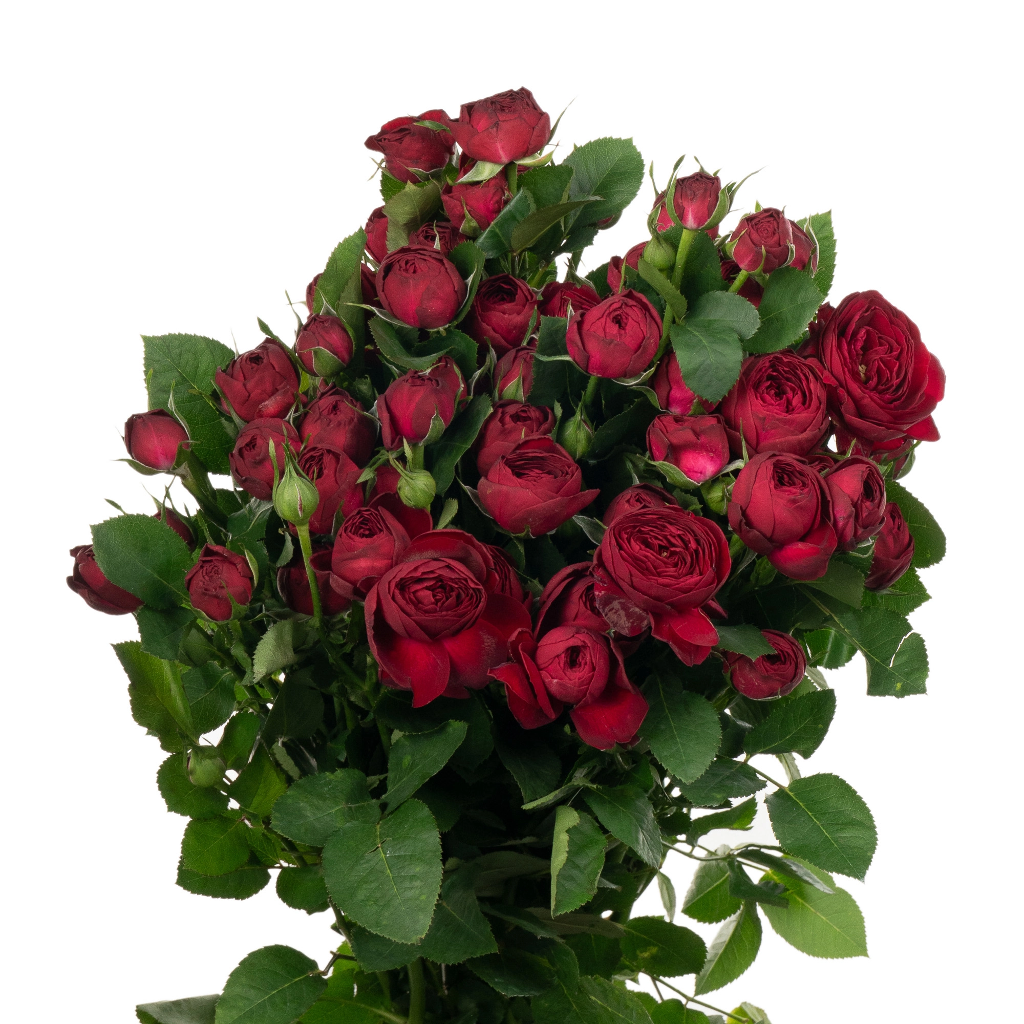 Rose spray red lace