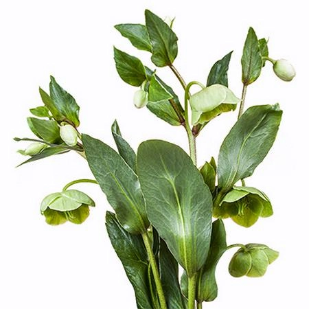 Helleborus magnificant bel | Wholesale flowers, plants and supplies Helleborus magnificant bel