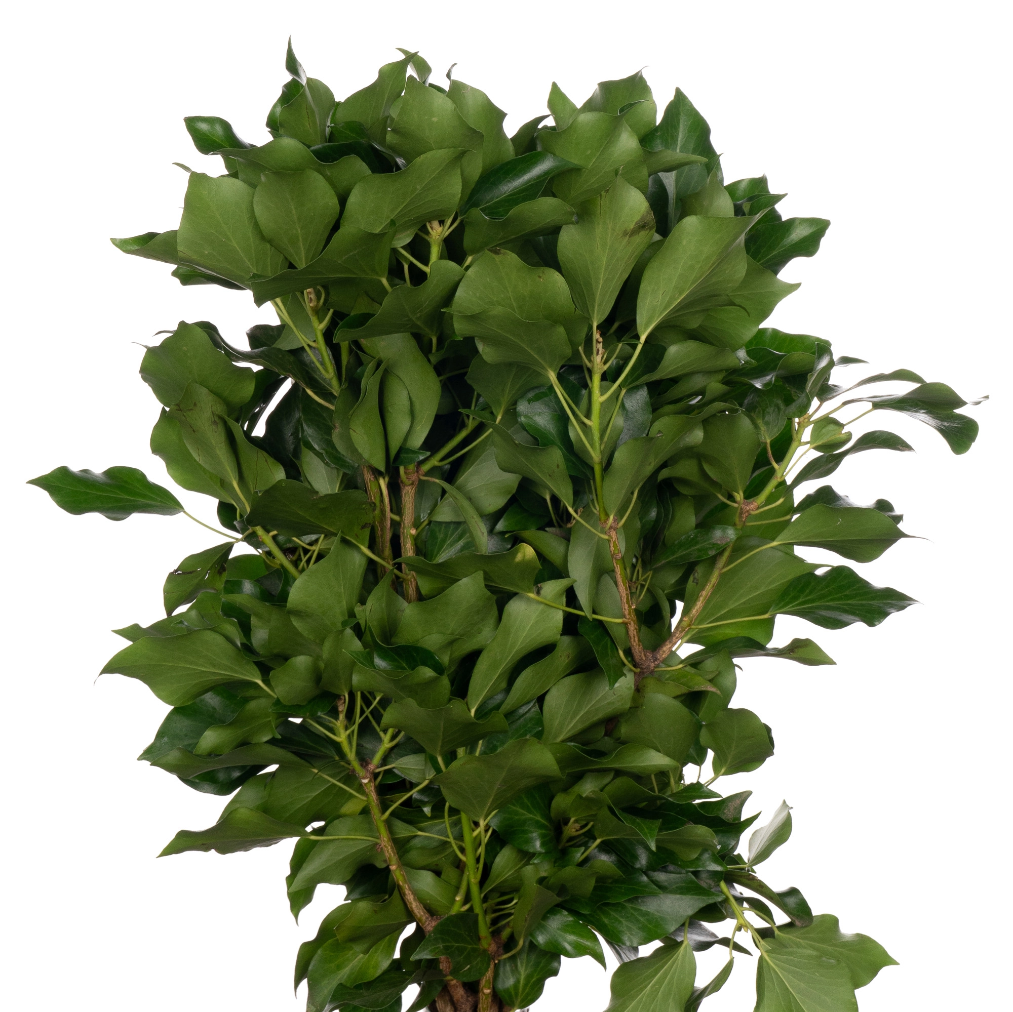 Blad Hedera berry