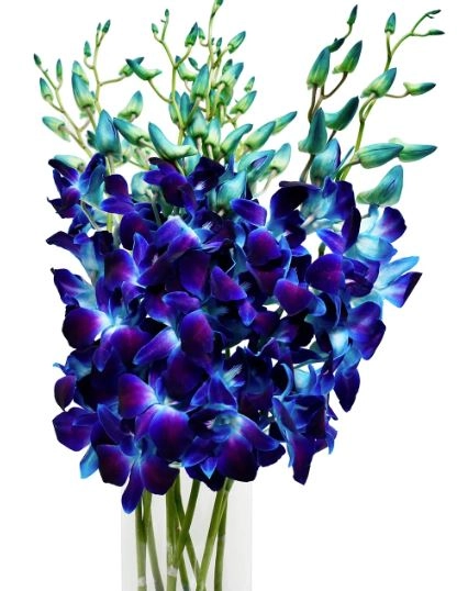 Dendrobium red sonia blue