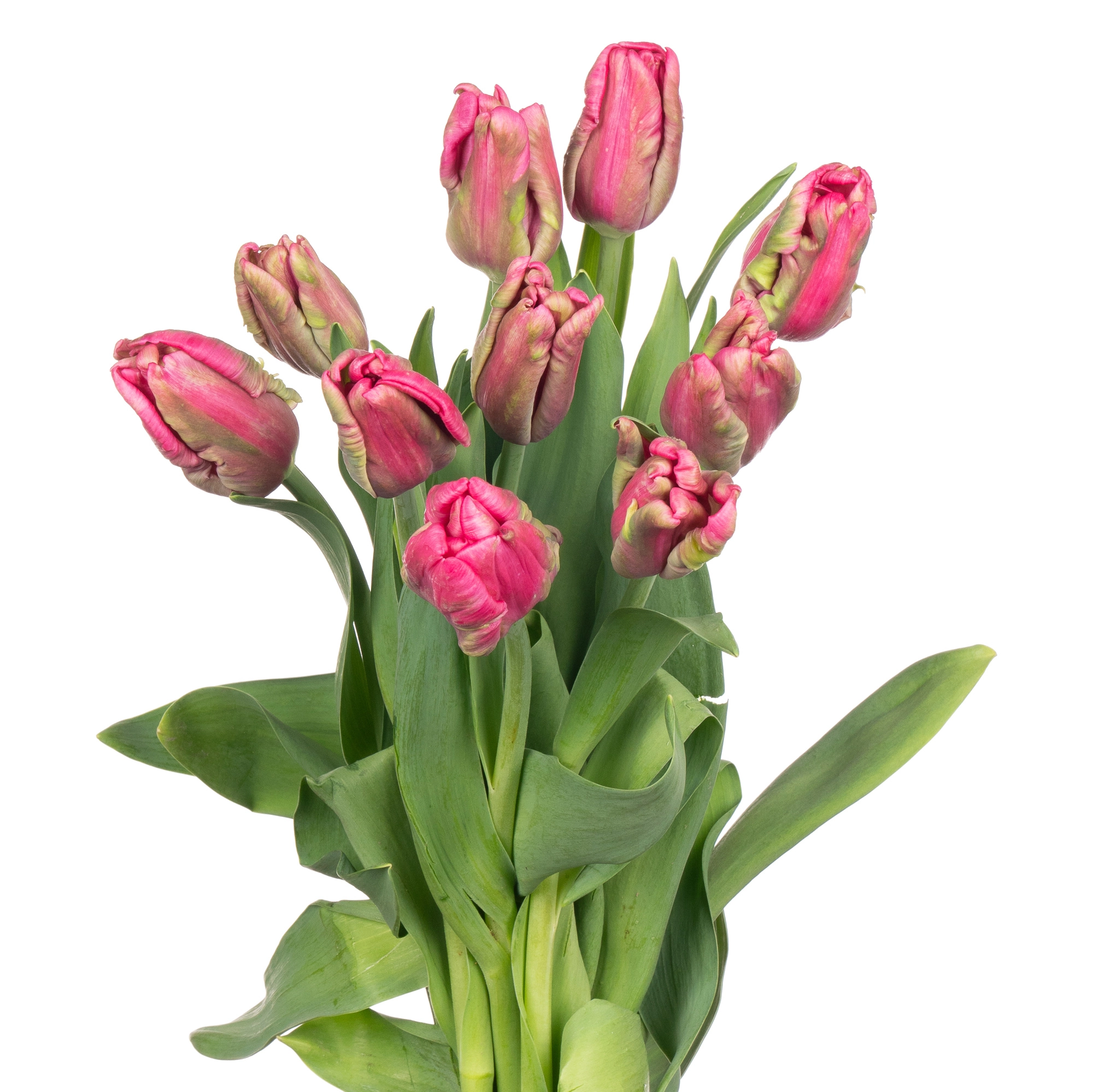 Tulip parrot cerise parrot