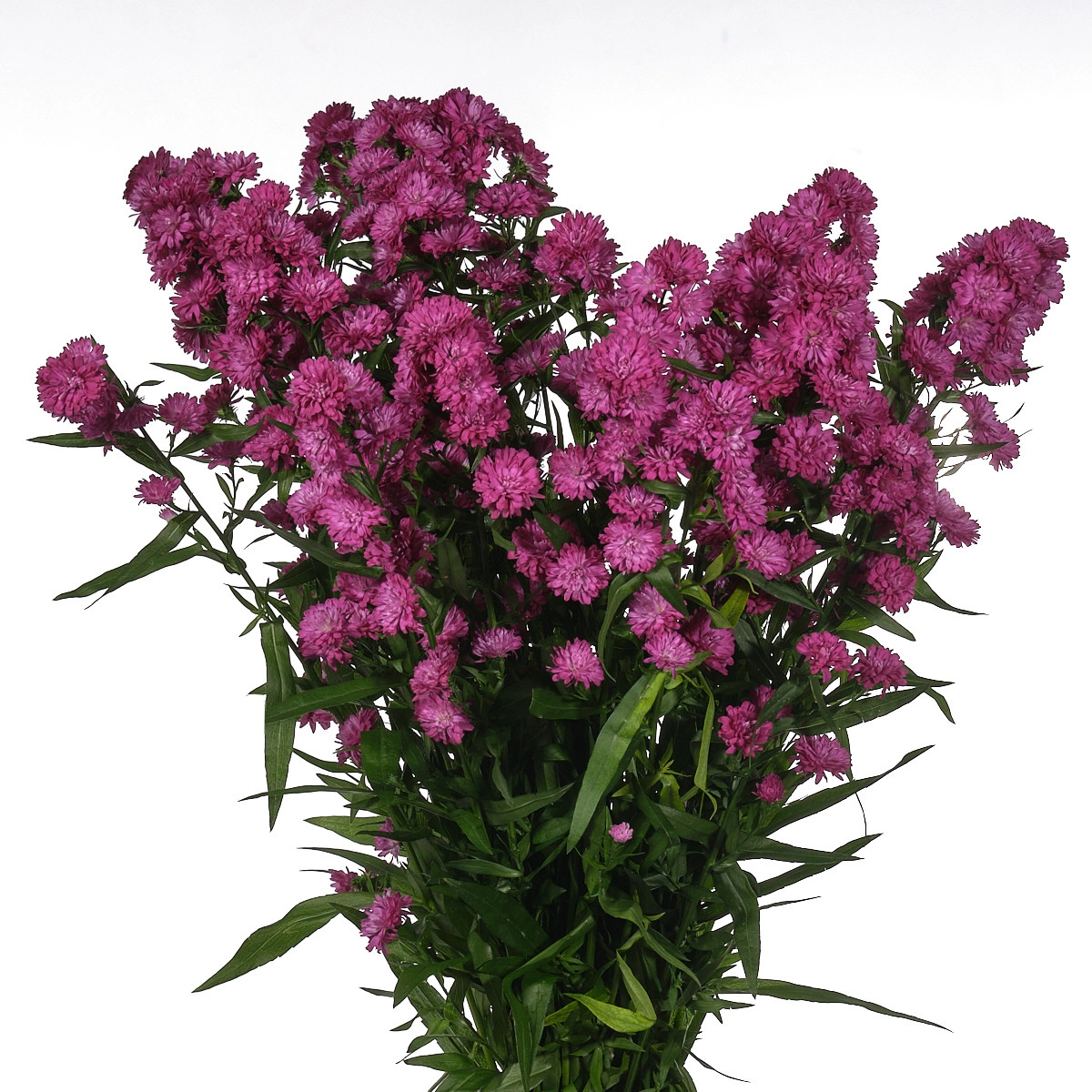 Aster flash | Wholesale flowers, plants and supplies Aster flash
