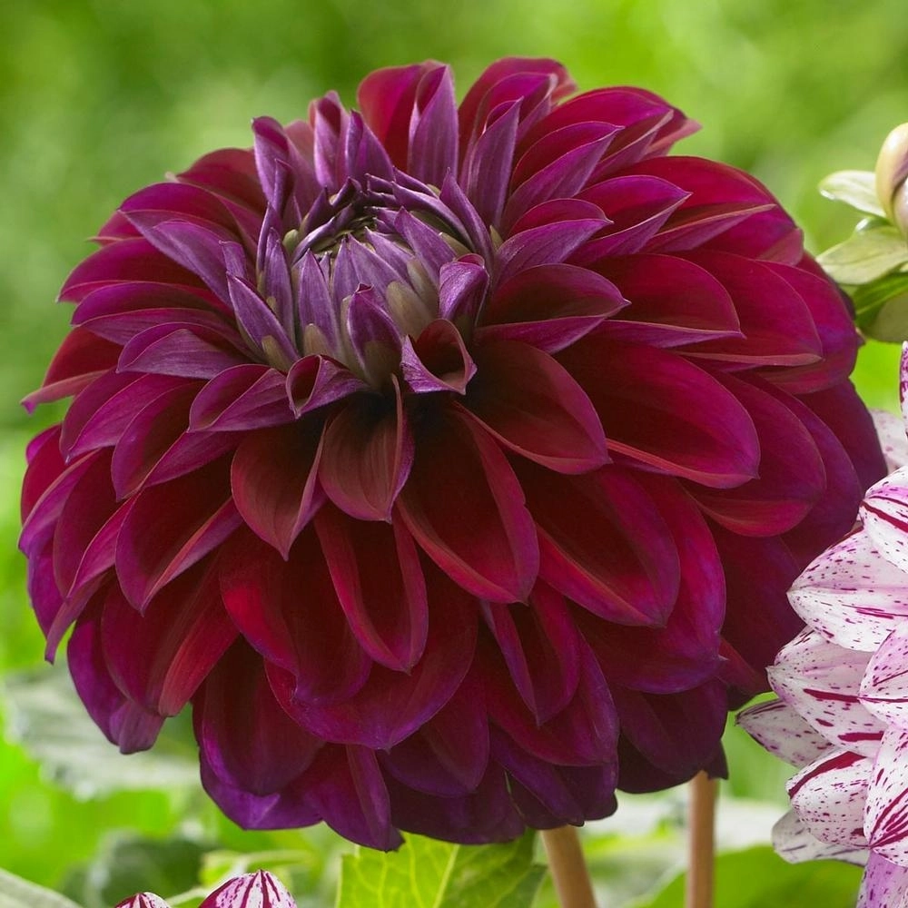 Dahlia duke duweno