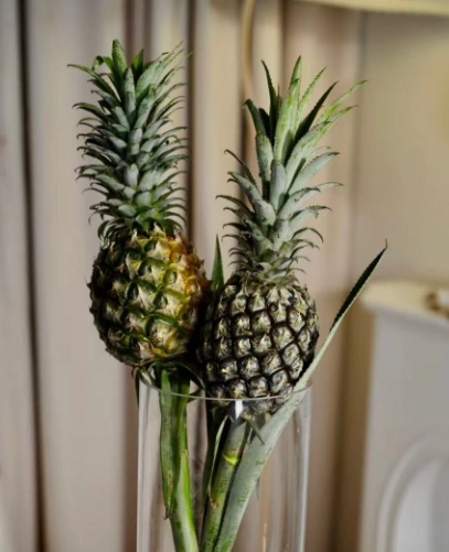 Pineapple Black