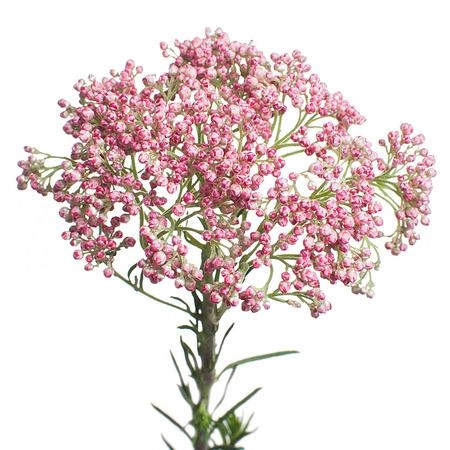 Ozothamnus cooks tall pink