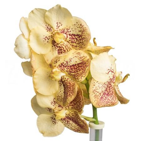 Vanda sunanda yellow henna | Wholesale flowers, plants and supplies Vanda sunanda yellow henna