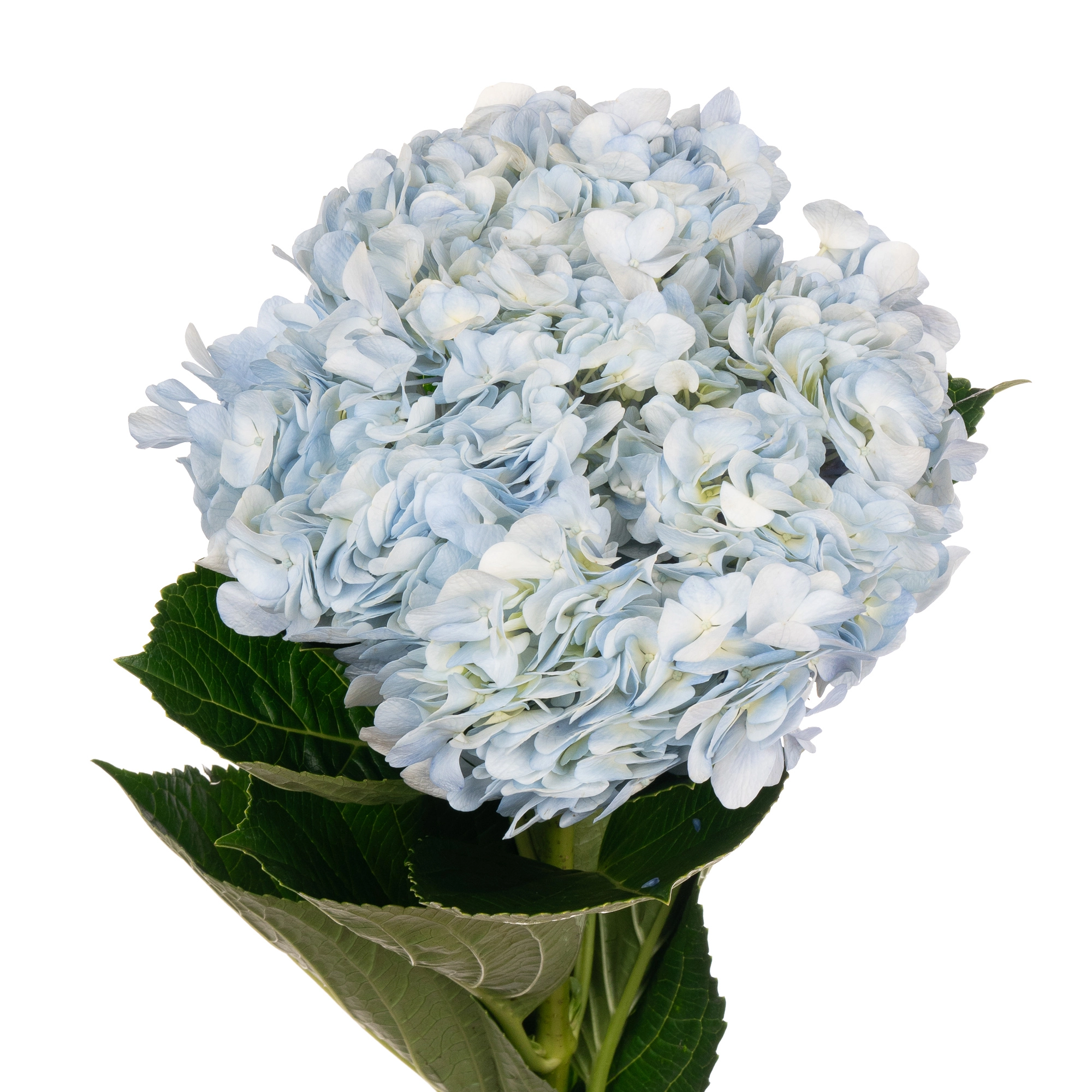 Hydrangea light blue