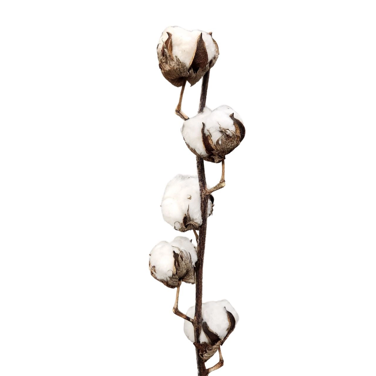 Gossypium white