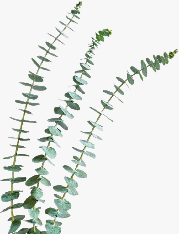 Blad Eucalyptus baby blue green