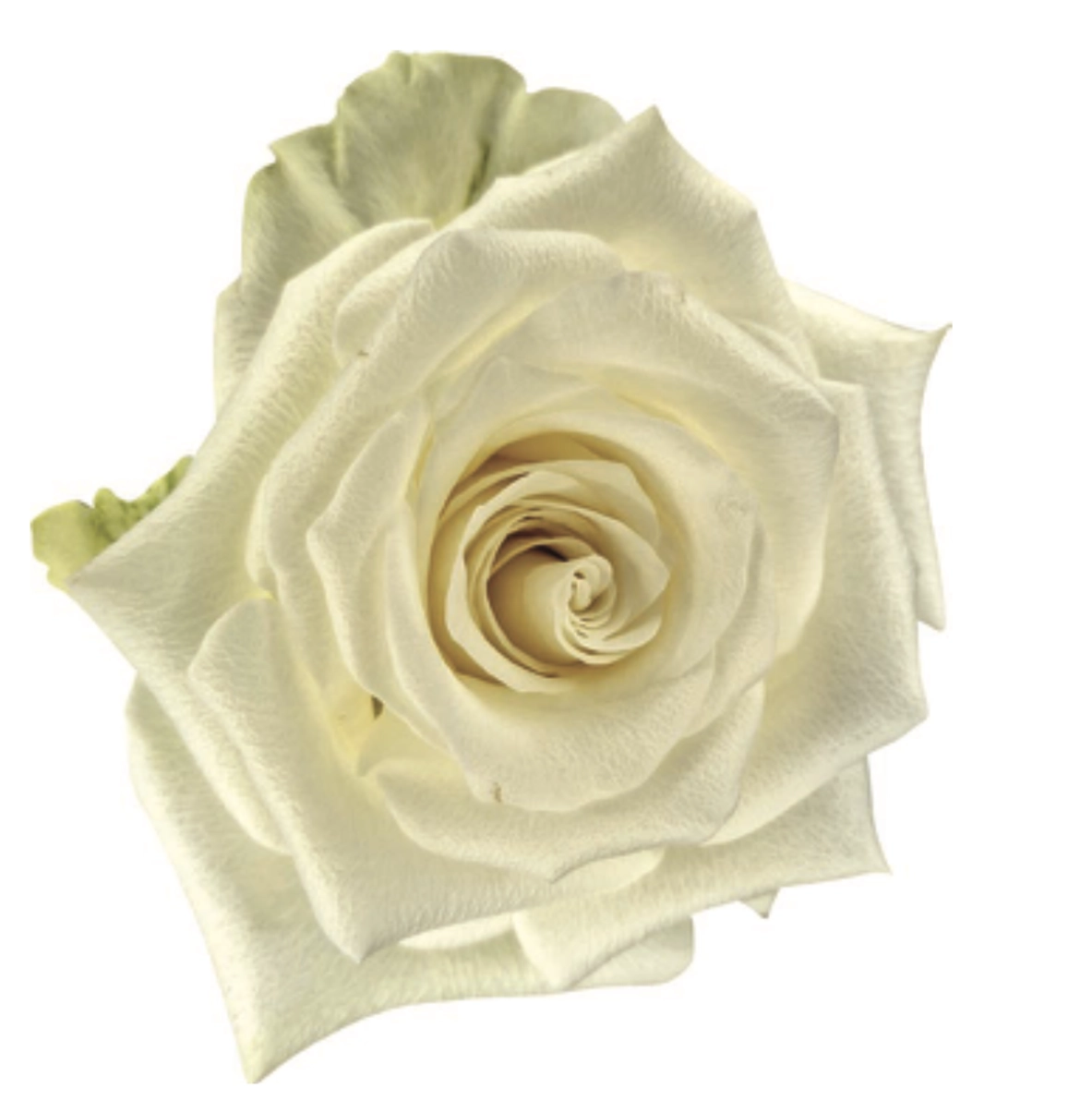 Rose lavinia