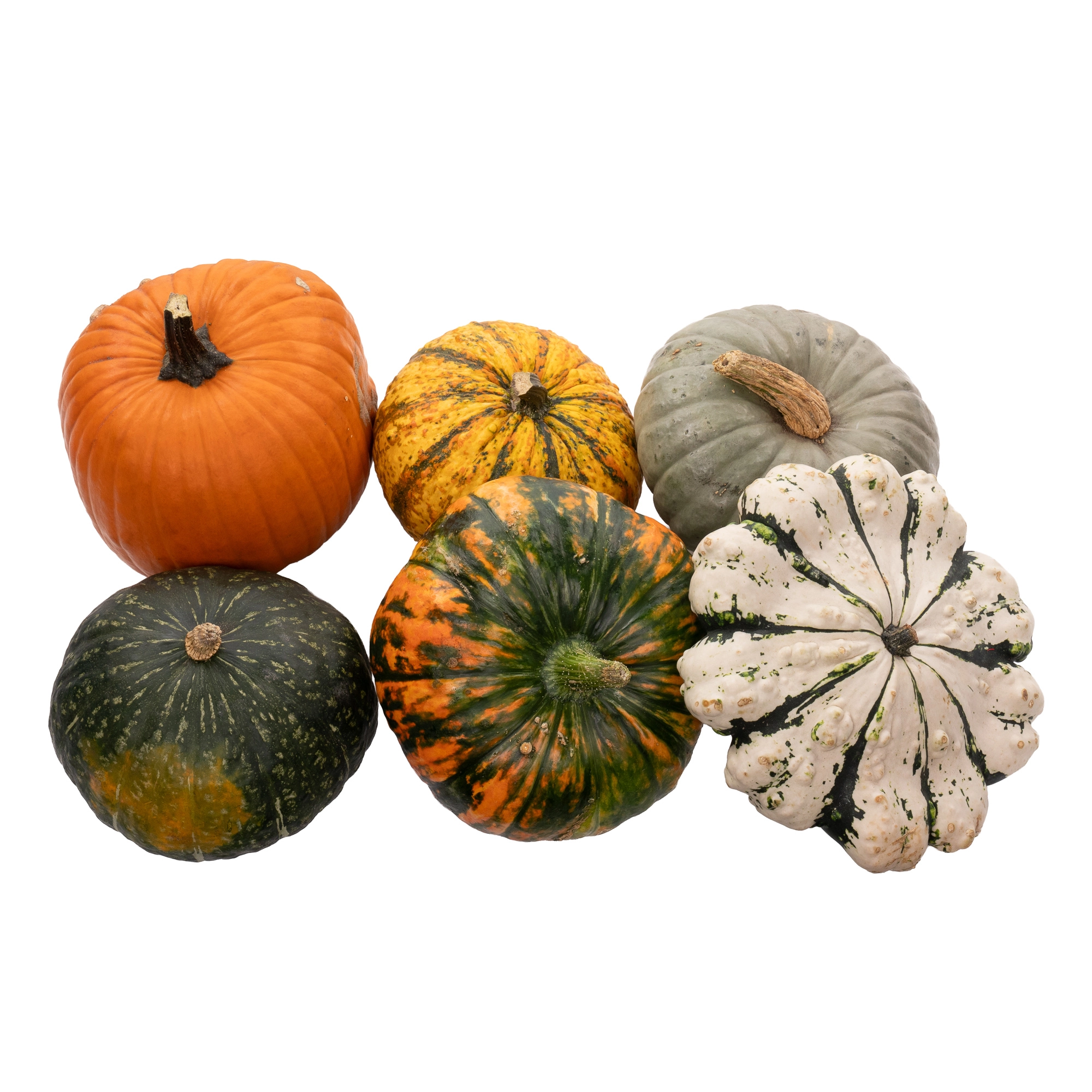Cucurbita mix