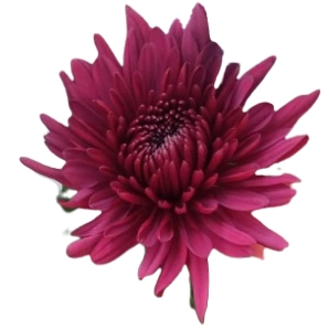 Chrysanthemum lamira light
