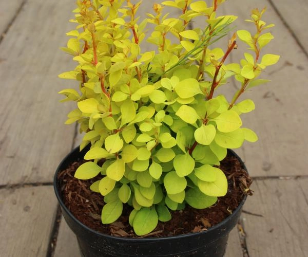 Ceramic pot Waived