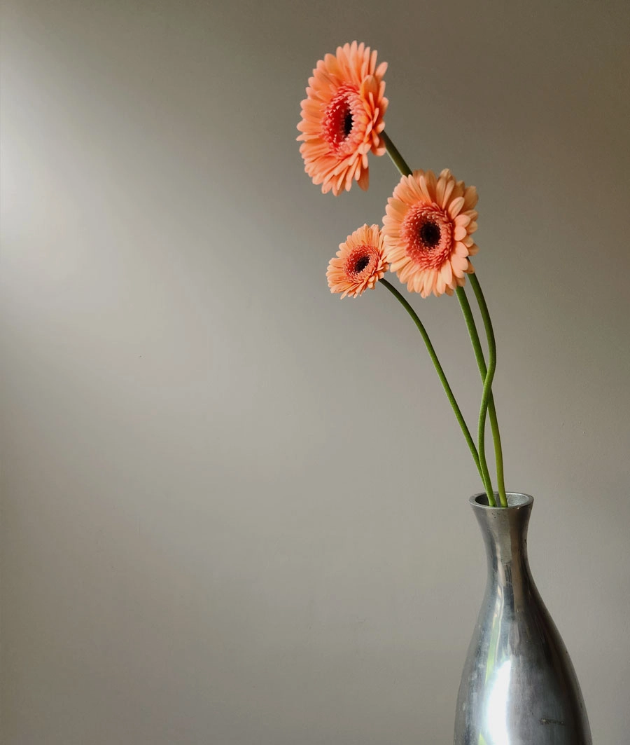 Germini | Wholesale flowers, plants and supplies Germini
