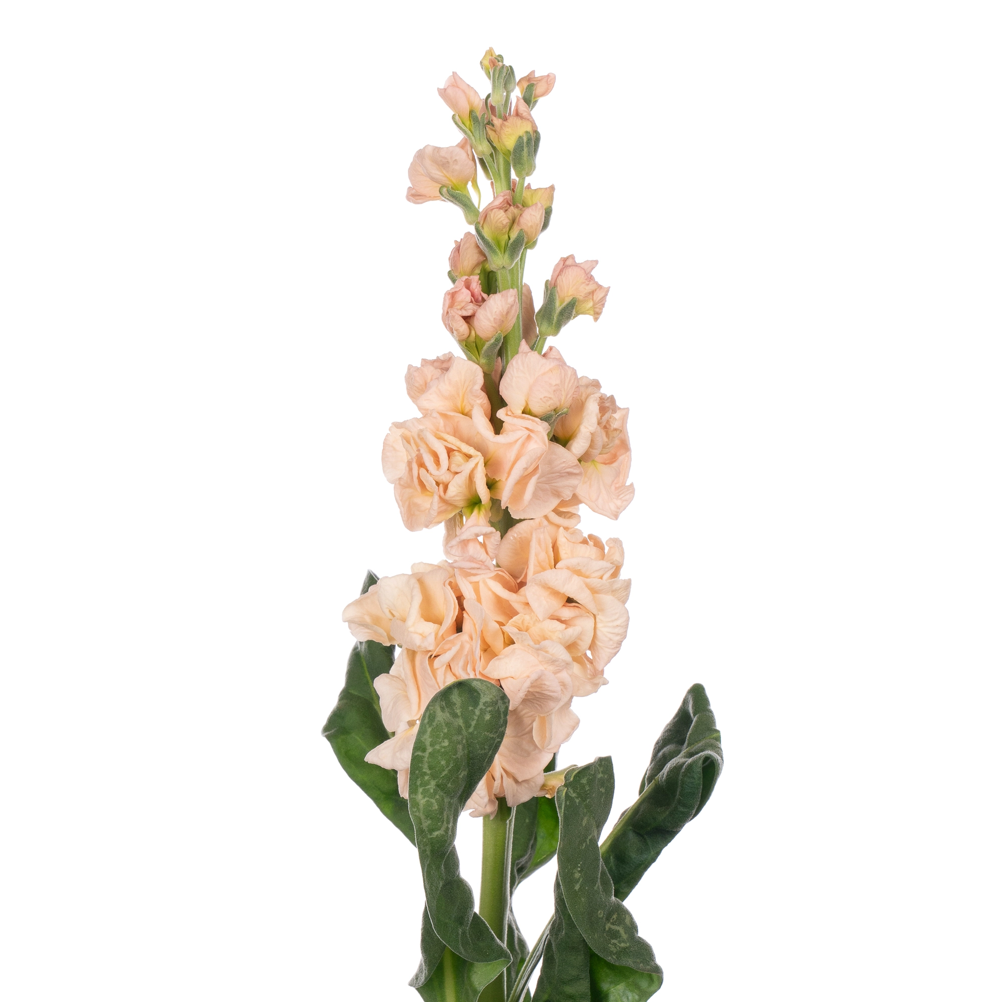 Matthiola apricot
