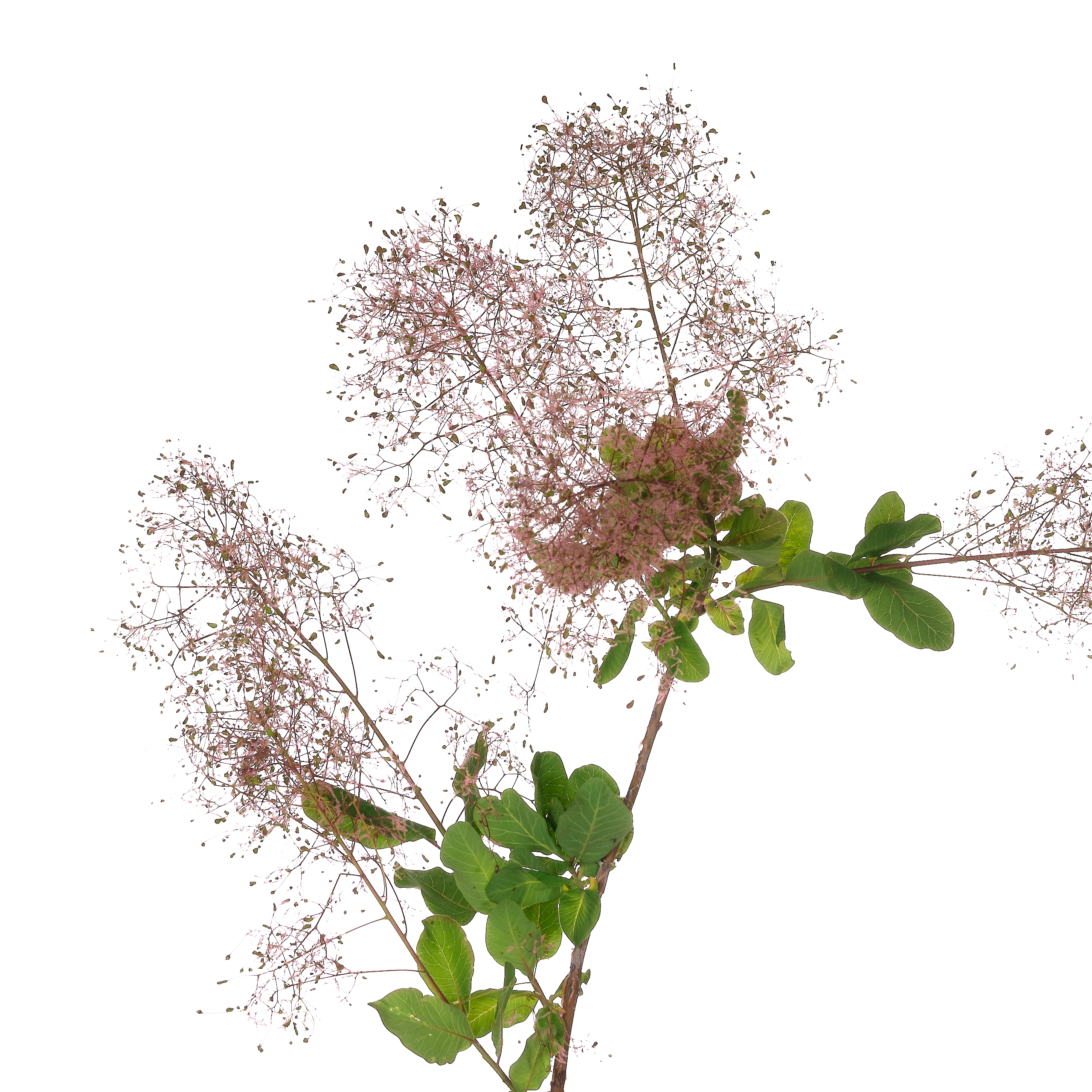 Cotinus
