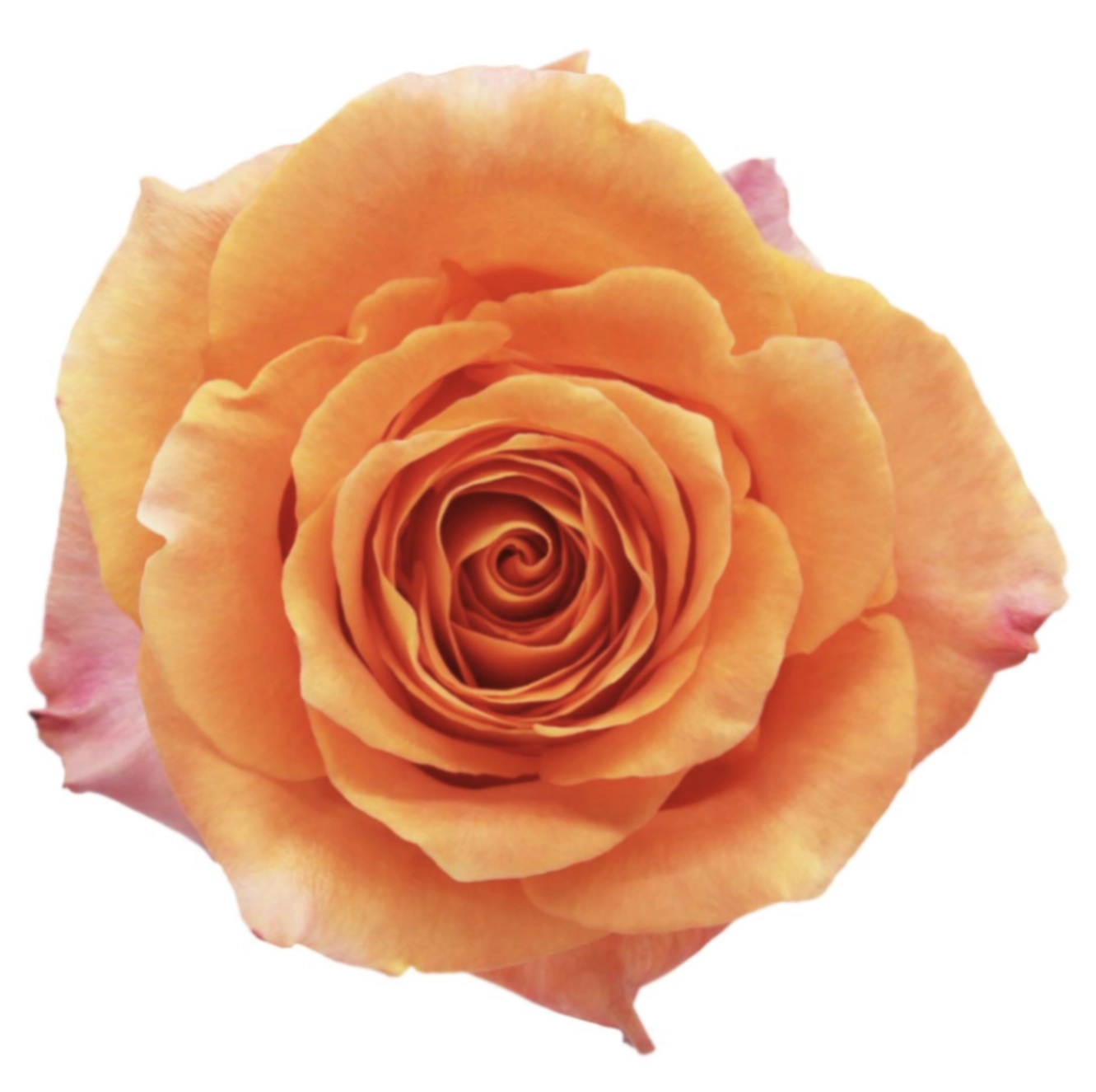 Rose orange house