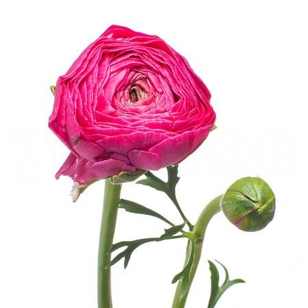 Ranunculus clooney cerise | Wholesale flowers, plants and supplies Ranunculus clooney cerise