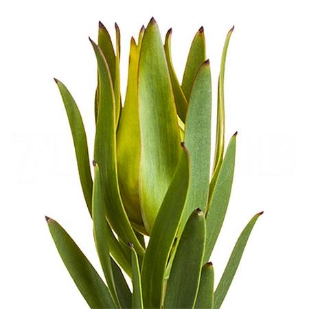 Leucadendron spray mountain rose