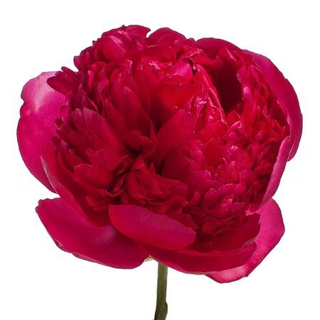 Paeonia command performance