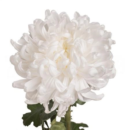 Chrysanthemum single white