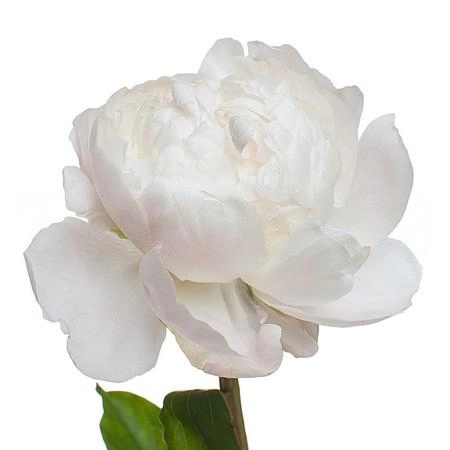 Paeonia moon over barrington