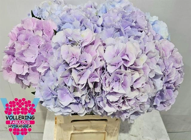 Hydrangea verena milka
