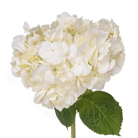 Hydrangea white