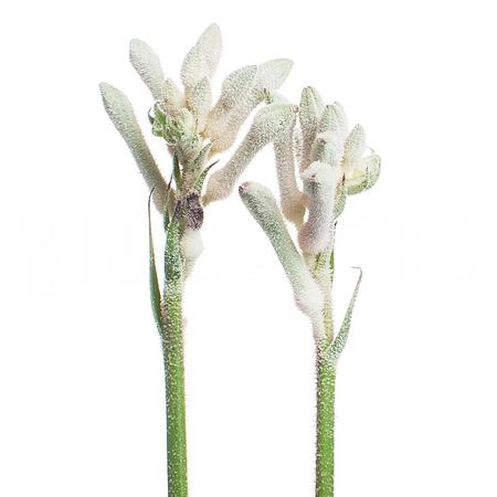 Anigozanthos bush diamond