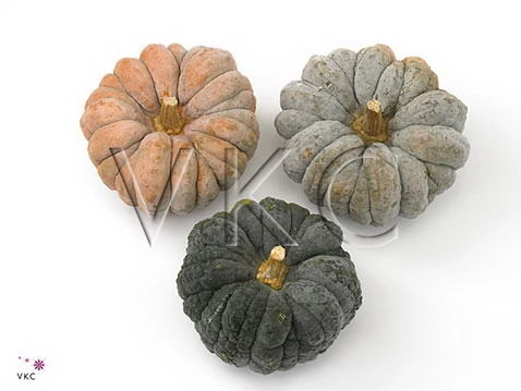 Cucurbita hayato