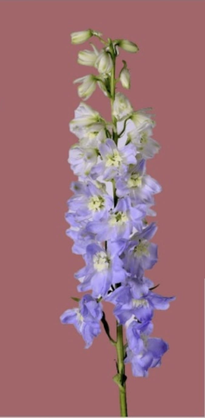 Delphinium double elatum magic fountain lavender white bee