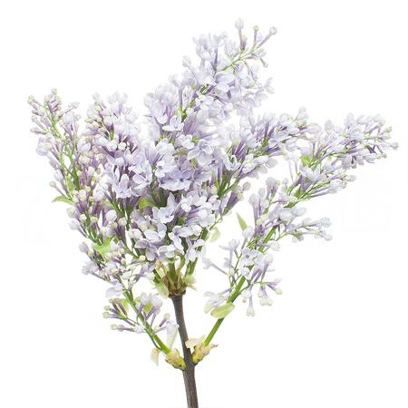 Syringa hugo koster