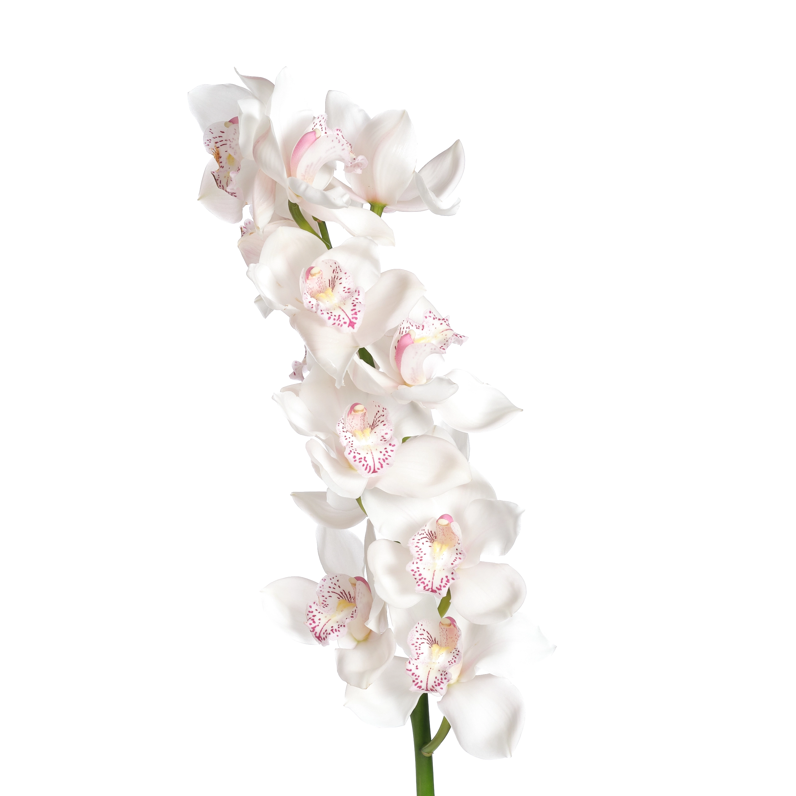 Cymbidium venezia