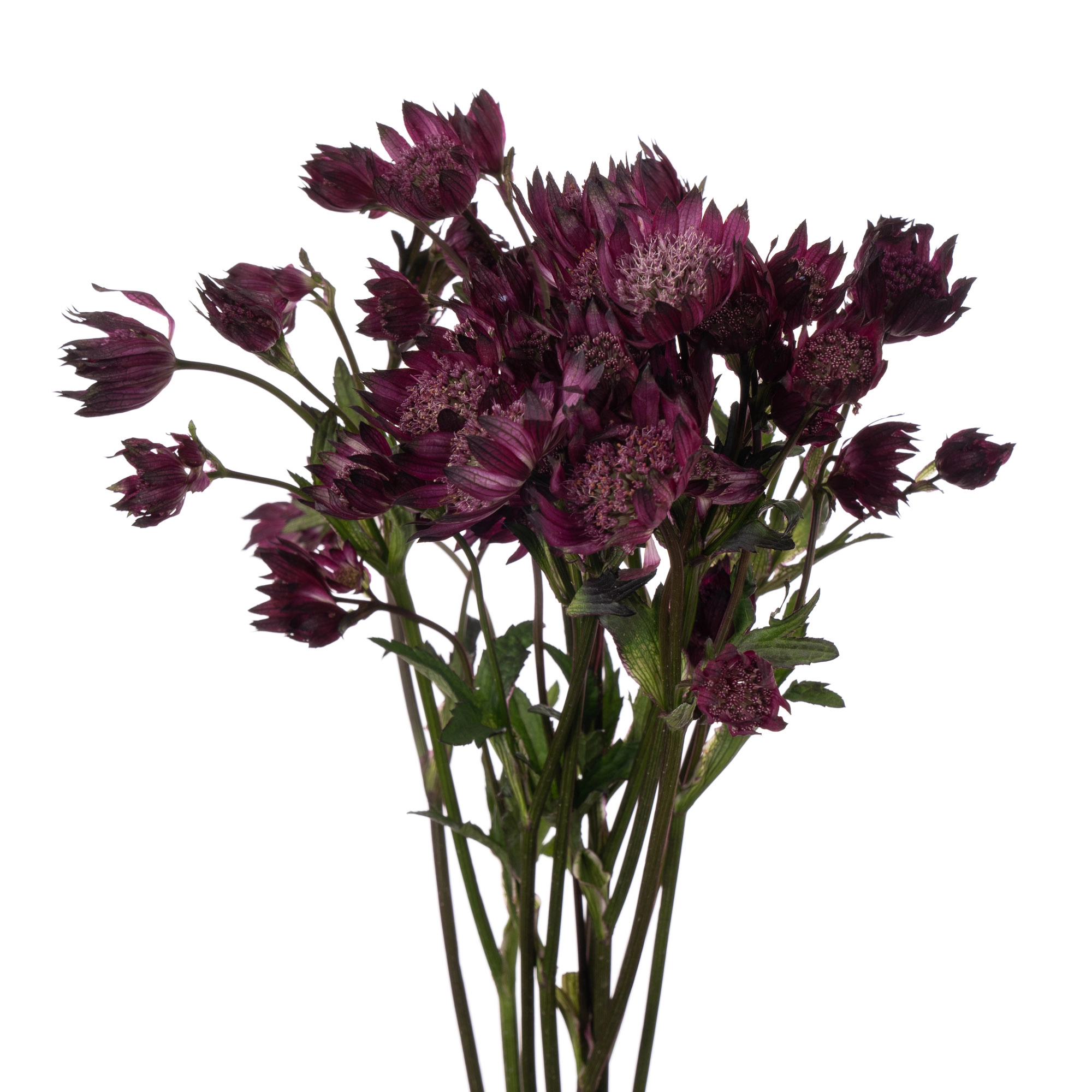 Astrantia burgundy