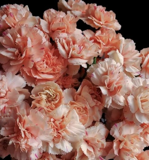 Carnation spray musical note | Wholesale flowers, plants and supplies Carnation spray musical note