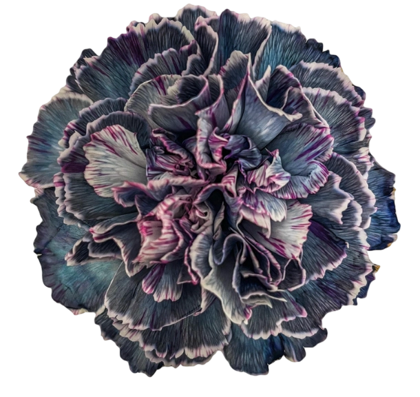 Carnation tinted cct-013