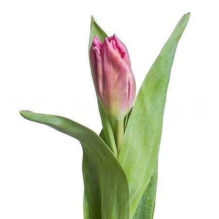 Tulip parrot marvel parrot | Wholesale flowers, plants and supplies Tulip parrot marvel parrot