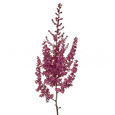 Astilbe paul gäarder | Wholesale flowers, plants and supplies Astilbe paul gäarder