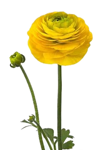 Ranunculus aazur yellow | Wholesale flowers, plants and supplies Ranunculus aazur yellow