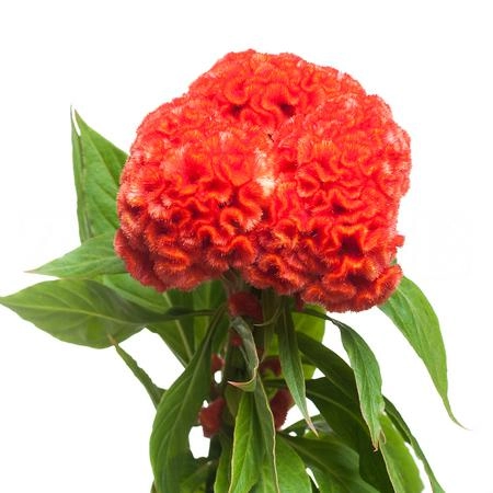 Celosia persimmon chief | Wholesale flowers, plants and supplies Celosia persimmon chief
