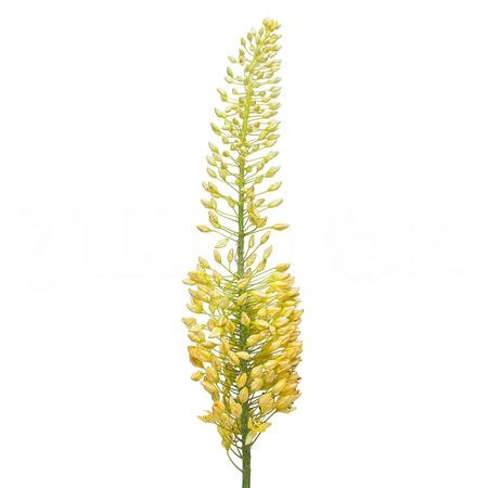 Eremurus stenophyllum