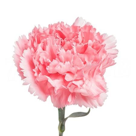 Carnation ambrose