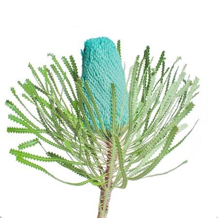 Banksia baxteri