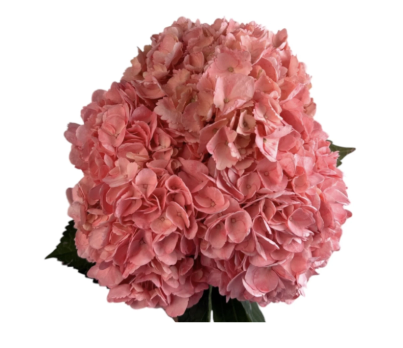 Hydrangea jumbo orchid bloom