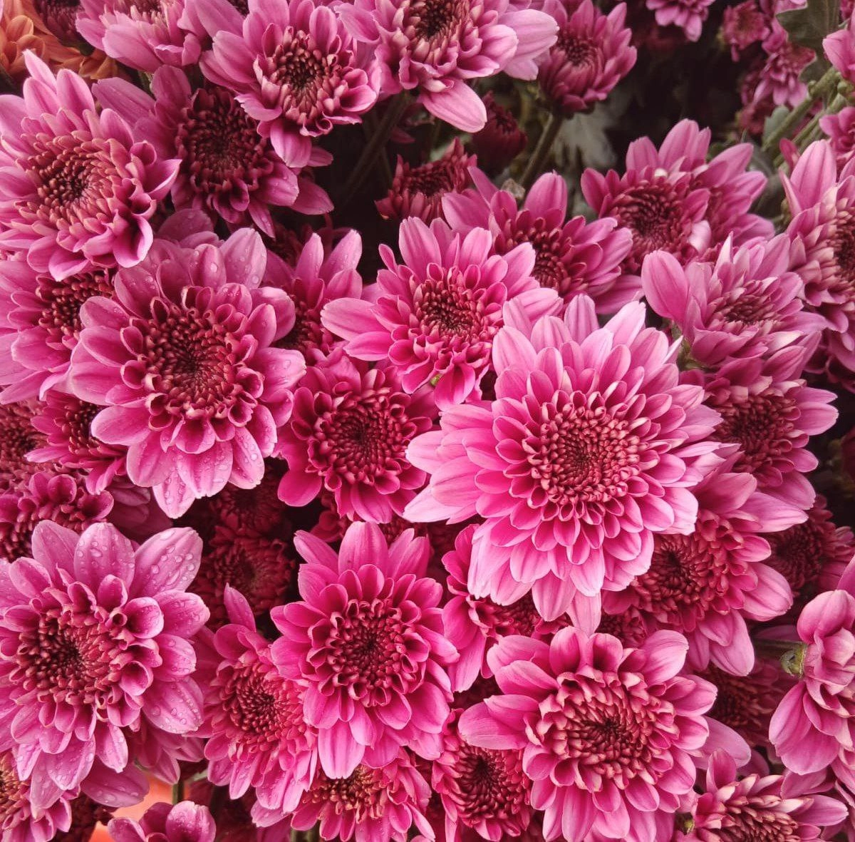 Chrysanthemum spray journey pink