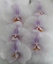 Phalaenopsis chiffon pink