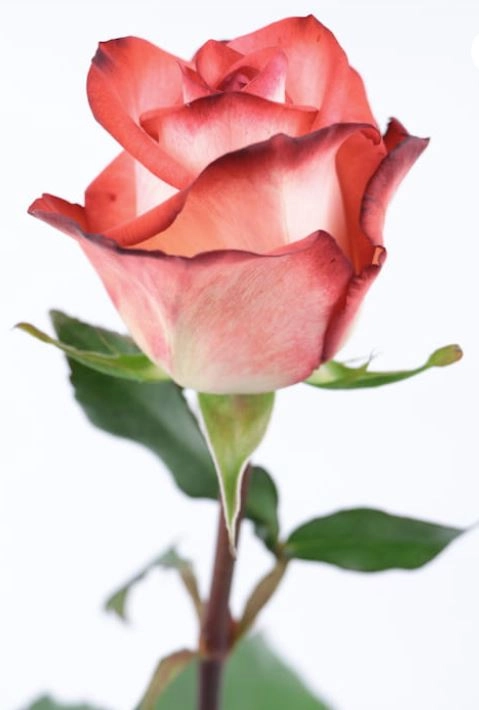 Rose blush