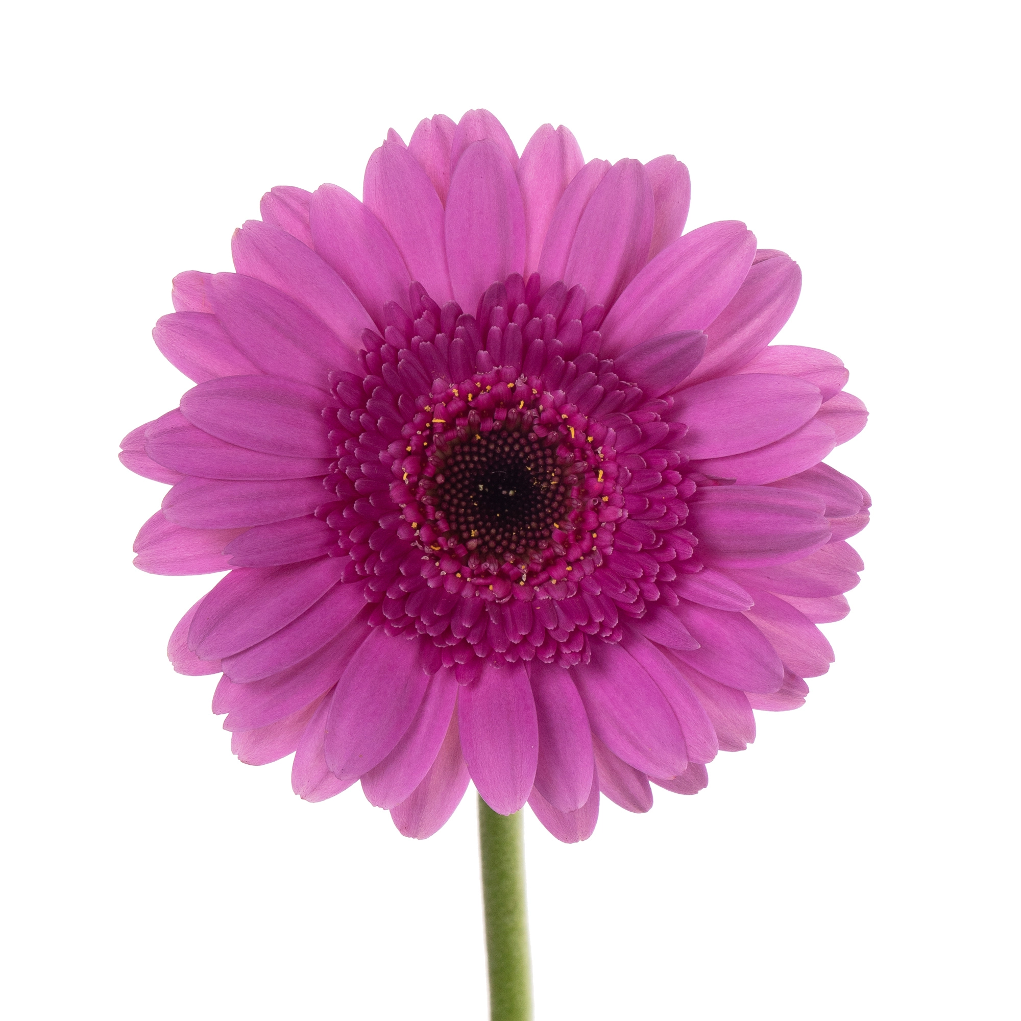 Gerbera mini picture perfect