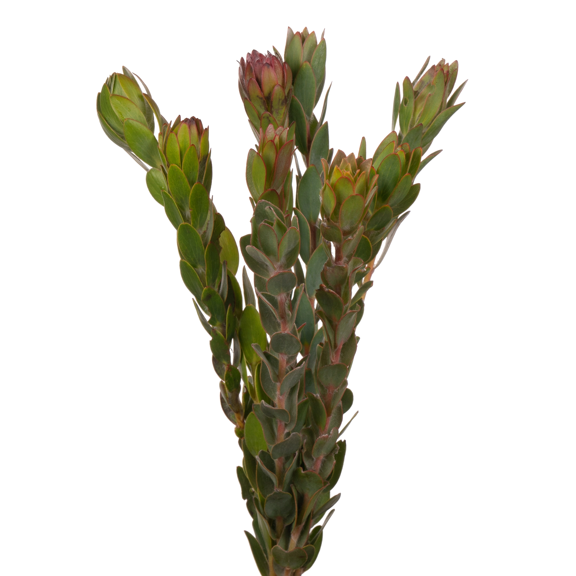 Leucadendron nervosum