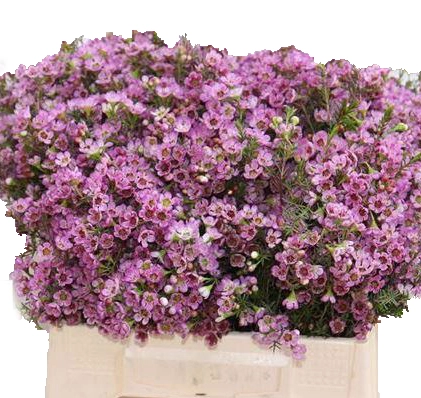 Chamelaucium painted lady